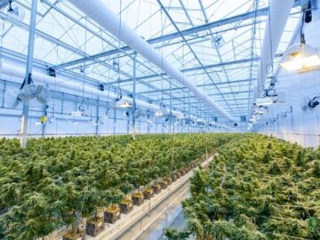 cannabis industry