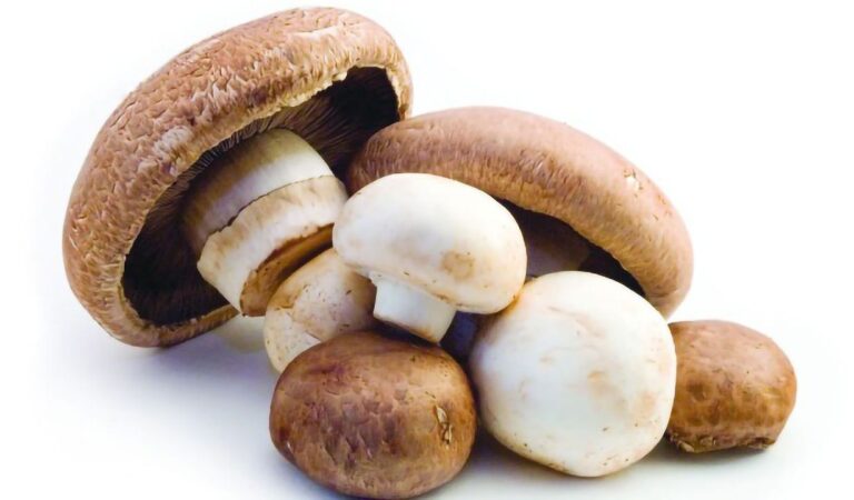 Mushroom For Anxiety And Depression