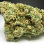 best mushroom strain for PTSD